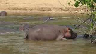 Hippos Mating [upl. by Jamesy]