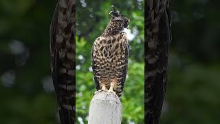 Crested Honey Buzzard fledgling Day 10 [upl. by Ataynik]