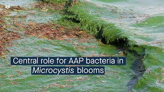 Cyanobacterial bloom interactome and a central role for AAP bacteria in nutrient cycling [upl. by Rolan194]