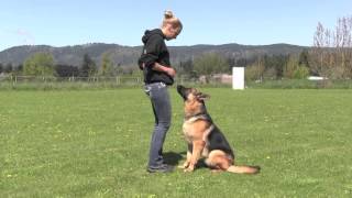 Trained IPO Versatility German Shepherd Obedience [upl. by Lodnar]