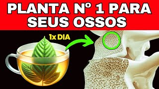 A Planta Milagrosa que TRANSFORMA Seus Ossos Veja Como Usar [upl. by Herve]