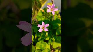 Oxalis debilis Plant  Largeflowered pinksorrel Pink Woodsorrel  oxalis debilis plants [upl. by Olympie963]