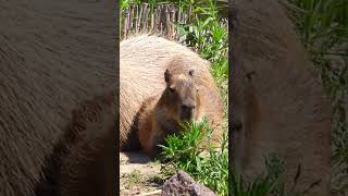 The Capybara Song Official Music Video 🎶🎶 capybara capybaras shorts capybarasong [upl. by Tal6]