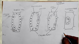 how to draw plasmolysed cell turgid [upl. by Shippee]