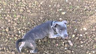 4 Month Old Staffordshire Bull Terrier Puppy Ghost [upl. by Aneer520]