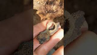 Ww1 german pickelhaube details excavation xpdeusdetector digging xpdeusmetaldetector deuxp [upl. by Gun]