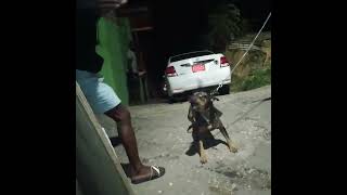 catahoula and pitbull showing there aggression jamaica 🇯🇲 [upl. by Pass]