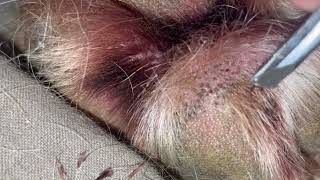 Impacted Hair Follicle Removal on Moose my Mastiff’s Paw 🐾 Relaxing and Satisfying [upl. by Aurea]