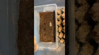 How to breed crickets [upl. by Bunow468]