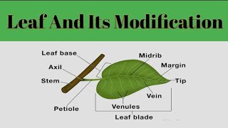 Leaf And Its Modification Leaf MorphologyPlant Systematic [upl. by Erb634]