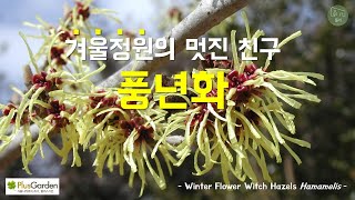 겨울정원의 멋진 친구 풍년화 Winter Flower Witch Hazels Hamamelis [upl. by Dragoon]