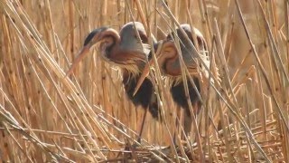 PurpurreiherPaar Ardea purpurea Paar beim Nestbau Wagbachniederung [upl. by Dachi238]