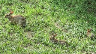 Cottontail Rabbit Family Picnic [upl. by Lankton]