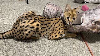 Playing with Pet Serval [upl. by Aihsenak]