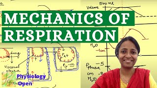 Mechanics of respiration physiology  Alveolar and pleural pressures  Respiratory physiology [upl. by Cirred]