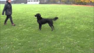 Heelwork  ASSD positions  FlatCoated Retriever  Caroline amp Tangle [upl. by Klatt]