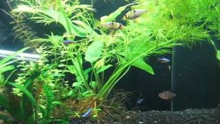 German Blue Ram Cichlids fighting Fish fight full version [upl. by Neil]