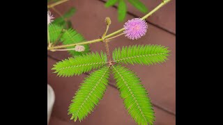 Mimosa Pudica Sensitive Plant 082823 in Minnesota [upl. by Adnilym]