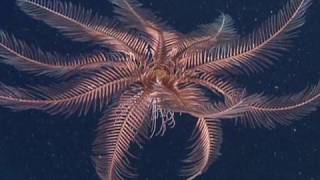 Feather Stars and Sea Lilies [upl. by Aneeh]