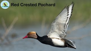 Red Crested Pochard । Purbasthali পূর্বস্থলী। USP BIRDS । 2021 Wildlife Photography ।Birding [upl. by Stauder]