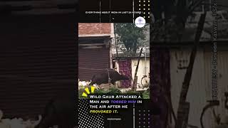 Wild Gaur Attacked a Man tossing him in the air after he provoked it [upl. by Llenrad939]