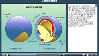 Gastrulation [upl. by Allcot]