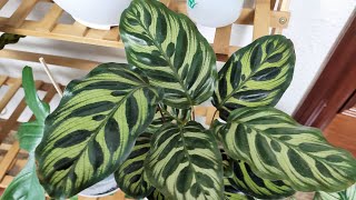 CALATHEA MAKOYANACOMO CUIDAR [upl. by Traweek]