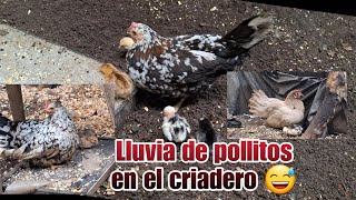 Tres de mis GALLINAS sacaron POLLITOS [upl. by Ahsemot]