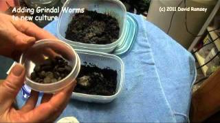 Starting White worm and Grindal Worm Culture part 2 [upl. by Lebna936]