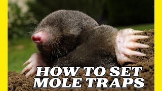 How to Set Mole Traps [upl. by Oicnedif]