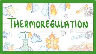 GCSE Biology  How We Control Our Body Temperature 55 [upl. by Dylana352]