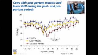 Diagnosis and Treatment of Metritis in Dairy Cows [upl. by Lorre]