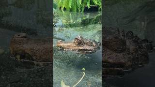 Amazing facts about the Cuvier’s Dwarf caiman reptile love viral video vlog [upl. by Lahey]