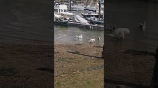 Down by the waterside hamble sailboats swans harbour [upl. by Sergo]