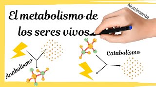 El METABOLISMO de los seres vivos ANABOLISMO y CATABOLISMO [upl. by Marchal868]