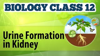 Urine Formation in Kidney  Excretion and Osmoregulation  Biology Class 12 [upl. by Airetak]