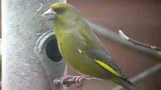 Greenfinch [upl. by Hassi]