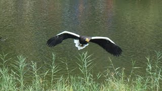 Vogelshow  Vogelpark Avifauna [upl. by Viviene]