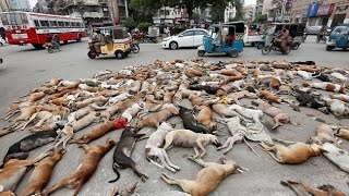 Pakistan Famous Dogs Market 👌 Kohati gultair Attack on bully Kutta  Dog Market  Pk Animals Vlogs [upl. by Ardnaskela]