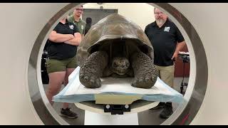 Galapagos Tortoise Bruno Gets CT Scan  Cincinnati Zoo [upl. by Alphard764]