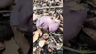 April Wood Blewits  foraging forager nature [upl. by Adnar]