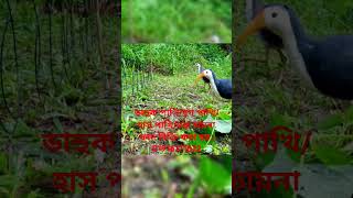 ডাহুক পাখি ধরার ফাদ তৈরীর পদ্ধতি।How to make Gallinule bird trapdahuk pakhir fadজাংগীফাদshort [upl. by Heilner]