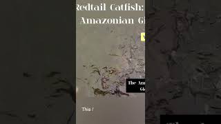 Redtail Catfish The Amazonian Giant [upl. by Analart290]