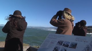 Nearly 800 people flocking to Morro Bay for annual bird festival Heres what to expect [upl. by Negyam618]