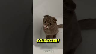 Katze wird Schwarz nachdem sie in Kamin klettert 😱 [upl. by Schweitzer]