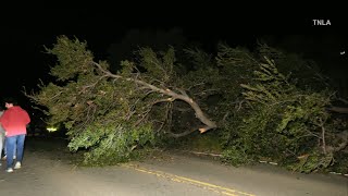 Car Crashes after Large Tree Falls Blocking The Road [upl. by Schell]