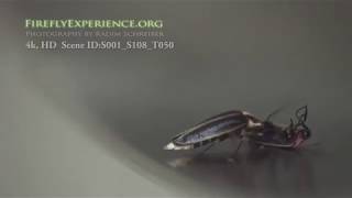 Firefly Predation  Photuris vs Photinus Carolinus [upl. by Rezal498]