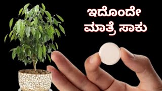 ಈ ಒಂದು ಮಾತ್ರೆ ಅಥವಾ ಪುಡಿಯಿಂದ ಗಿಡಗಳಲ್ಲಿ ಬೇರುಗಳು ಬೇಗನೆ ಬರುವಂತೆ ಮಾಡಬಹುದು Quick roots in plants [upl. by Yelnek762]