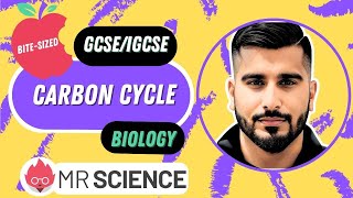 Carbon cycle  Ecology  Bitesized  GCSE  IGCSE Biology  Mr Science in 8K [upl. by Bodwell]