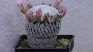 Mammillaria pectinifera 1080p [upl. by Aitercal]